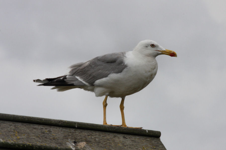 Larus michahellis ?